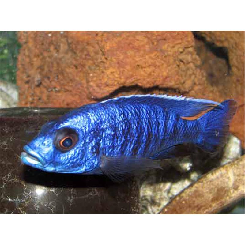 Haplochromis fryeri - imagine 5